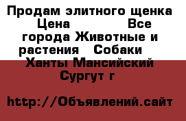 Продам элитного щенка › Цена ­ 30 000 - Все города Животные и растения » Собаки   . Ханты-Мансийский,Сургут г.